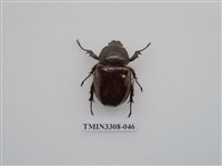 藏品(蘭嶼姬兜)的圖片